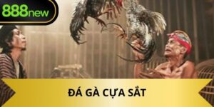 Đá gà cựa sắt
