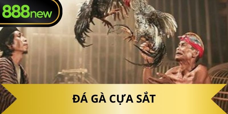 Đá gà cựa sắt
