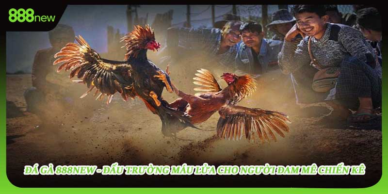 Đá Gà 888new - Đấu Trường Máu Lửa Cho Người Đam Mê Chiến Kê